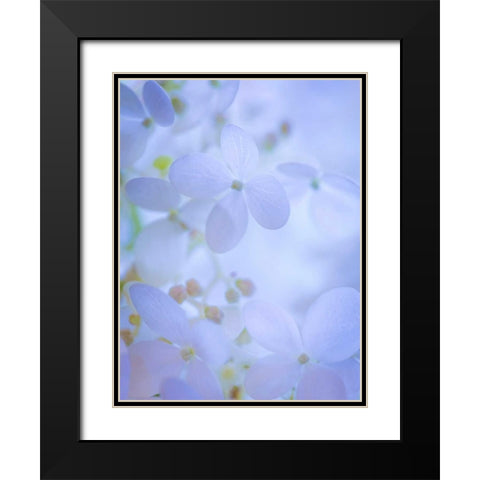 Hydrangea Paniculata II Black Modern Wood Framed Art Print with Double Matting by Mahan, Kathy