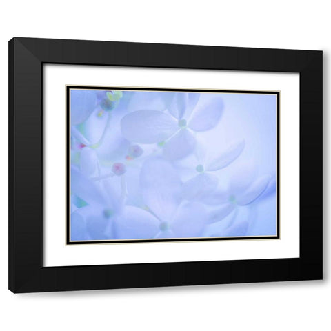 Lime Light Hydrangea II Black Modern Wood Framed Art Print with Double Matting by Mahan, Kathy