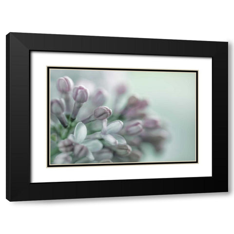 Lilac Blossom II Black Modern Wood Framed Art Print with Double Matting by Mahan, Kathy
