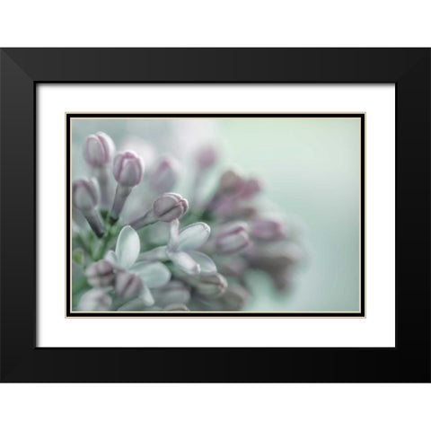 Lilac Blossom II Black Modern Wood Framed Art Print with Double Matting by Mahan, Kathy