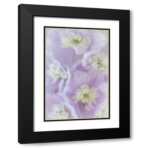 Delphinium Blossoms II Black Modern Wood Framed Art Print with Double Matting by Mahan, Kathy