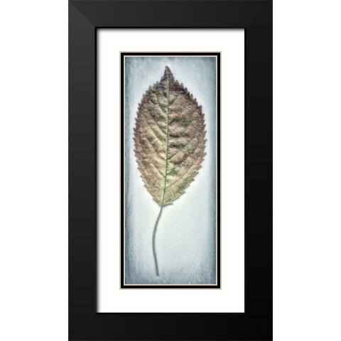 Cherry Leaf II Black Modern Wood Framed Art Print with Double Matting by Mahan, Kathy