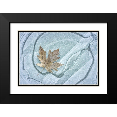 Frosty Leaf on Ice I Black Modern Wood Framed Art Print with Double Matting by Mahan, Kathy