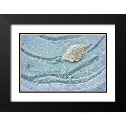 Frosty Leaf on Ice II Black Modern Wood Framed Art Print with Double Matting by Mahan, Kathy