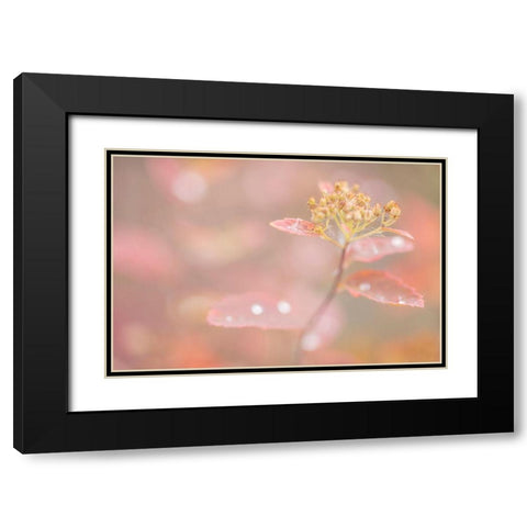 Arctic Fall Colors Black Modern Wood Framed Art Print with Double Matting by Mahan, Kathy
