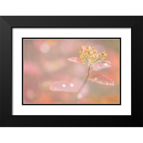 Arctic Fall Colors Black Modern Wood Framed Art Print with Double Matting by Mahan, Kathy