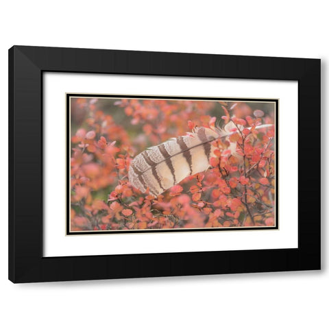 Owl Feather Black Modern Wood Framed Art Print with Double Matting by Mahan, Kathy
