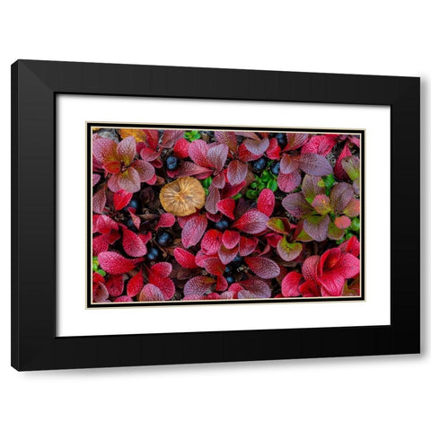 Alpine Bearberry I Black Modern Wood Framed Art Print with Double Matting by Mahan, Kathy