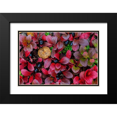Alpine Bearberry I Black Modern Wood Framed Art Print with Double Matting by Mahan, Kathy