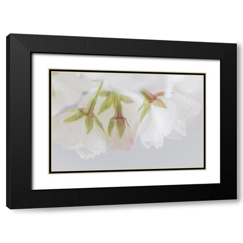 White Cherry Blossoms III Black Modern Wood Framed Art Print with Double Matting by Mahan, Kathy