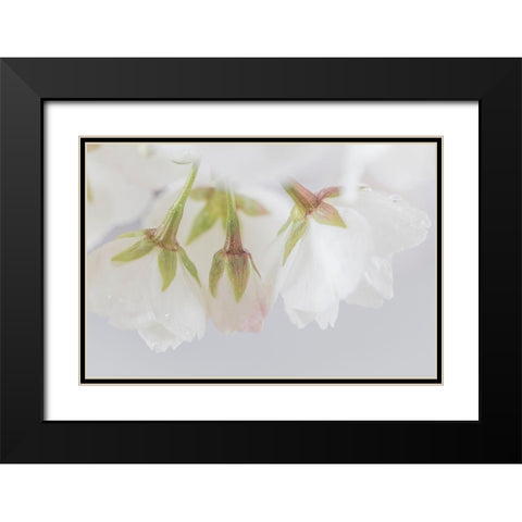 White Cherry Blossoms III Black Modern Wood Framed Art Print with Double Matting by Mahan, Kathy