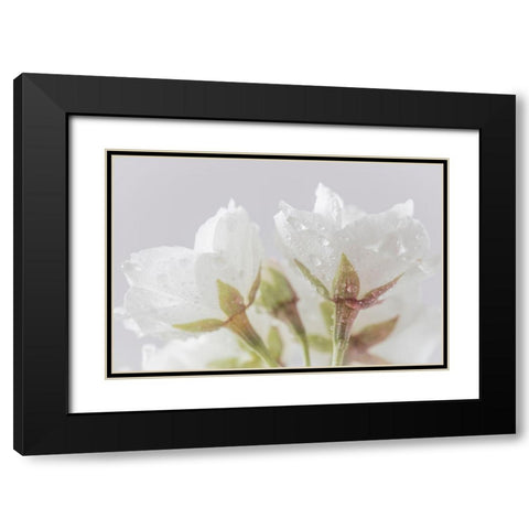 White Cherry Blossoms IV Black Modern Wood Framed Art Print with Double Matting by Mahan, Kathy