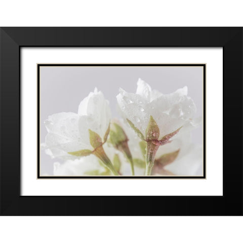 White Cherry Blossoms IV Black Modern Wood Framed Art Print with Double Matting by Mahan, Kathy