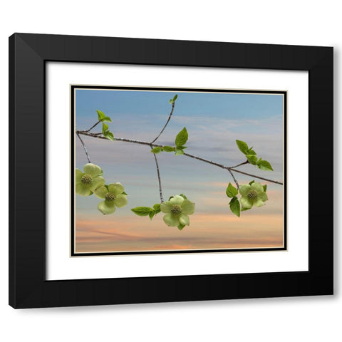 Dogwood at Sunset I Black Modern Wood Framed Art Print with Double Matting by Mahan, Kathy