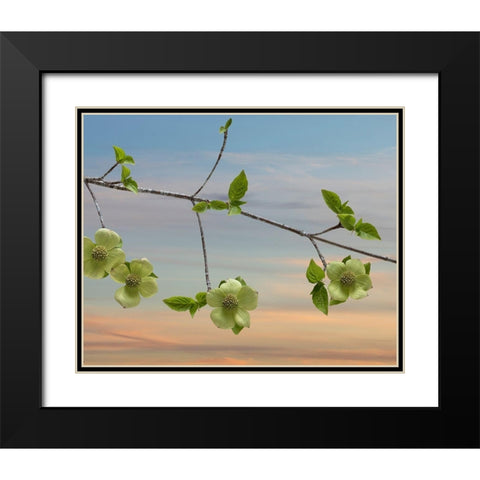 Dogwood at Sunset I Black Modern Wood Framed Art Print with Double Matting by Mahan, Kathy