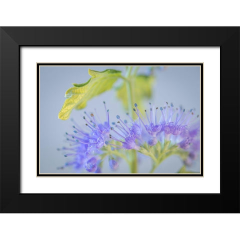 Caryopteris IV Black Modern Wood Framed Art Print with Double Matting by Mahan, Kathy