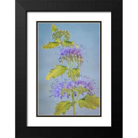 Caryopteris VI Black Modern Wood Framed Art Print with Double Matting by Mahan, Kathy