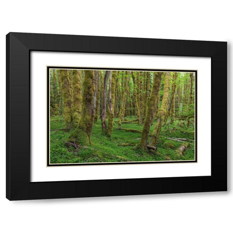 Big Leaf Maple Grove Black Modern Wood Framed Art Print with Double Matting by Mahan, Kathy