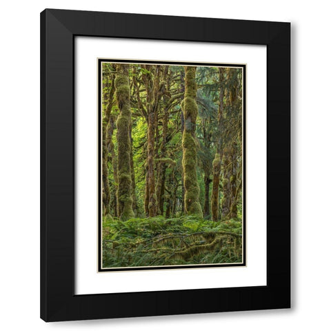 Quinault Rainforest II Black Modern Wood Framed Art Print with Double Matting by Mahan, Kathy
