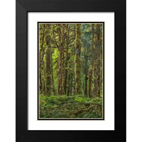 Quinault Rainforest II Black Modern Wood Framed Art Print with Double Matting by Mahan, Kathy