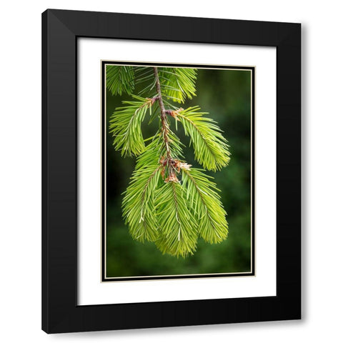 Douglas Fir Growth I Black Modern Wood Framed Art Print with Double Matting by Mahan, Kathy