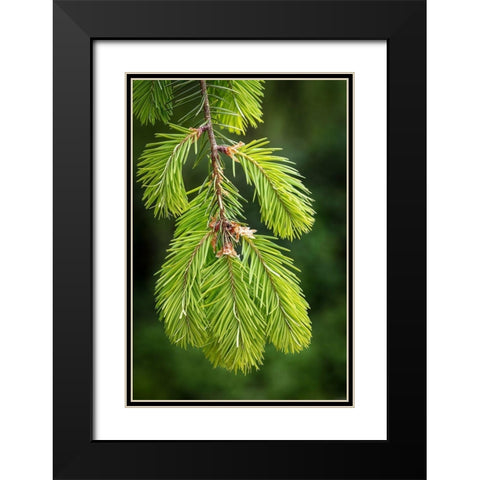 Douglas Fir Growth I Black Modern Wood Framed Art Print with Double Matting by Mahan, Kathy