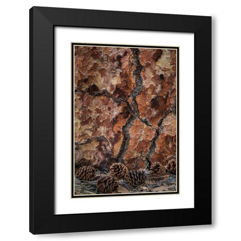 Ponderosa Pine II Black Modern Wood Framed Art Print with Double Matting by Mahan, Kathy