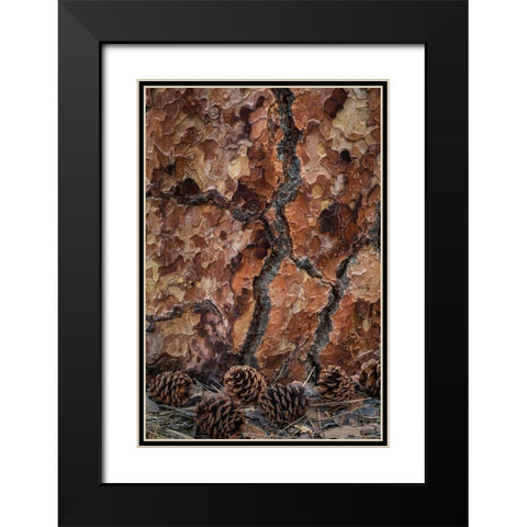 Ponderosa Pine II Black Modern Wood Framed Art Print with Double Matting by Mahan, Kathy