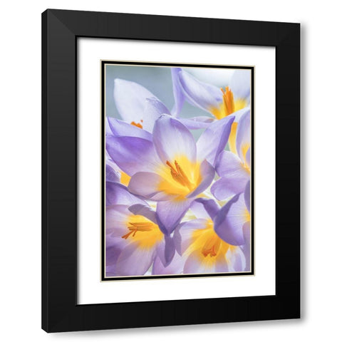 Crocus Blooms I Black Modern Wood Framed Art Print with Double Matting by Mahan, Kathy