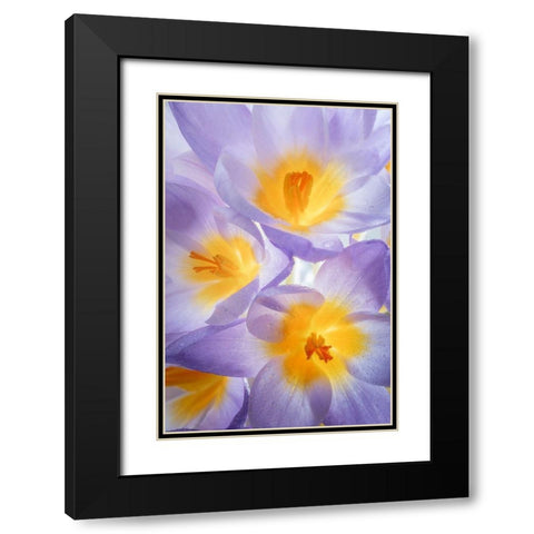 Crocus Blooms II Black Modern Wood Framed Art Print with Double Matting by Mahan, Kathy