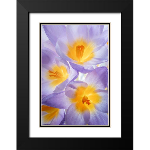 Crocus Blooms II Black Modern Wood Framed Art Print with Double Matting by Mahan, Kathy