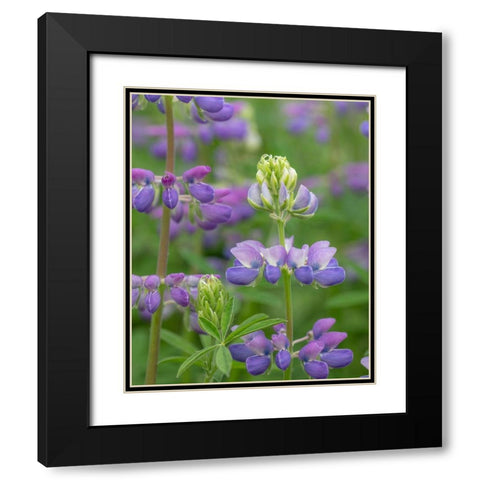 Lupine Blossoms I Black Modern Wood Framed Art Print with Double Matting by Mahan, Kathy