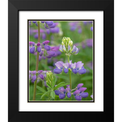 Lupine Blossoms I Black Modern Wood Framed Art Print with Double Matting by Mahan, Kathy