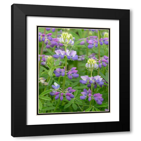 Lupine Blossoms II Black Modern Wood Framed Art Print with Double Matting by Mahan, Kathy