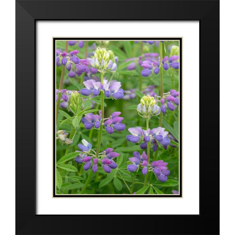 Lupine Blossoms II Black Modern Wood Framed Art Print with Double Matting by Mahan, Kathy