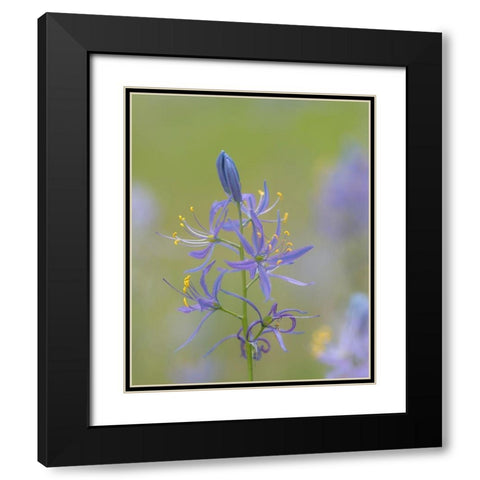 Camas Blossoms Black Modern Wood Framed Art Print with Double Matting by Mahan, Kathy
