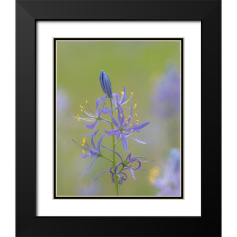Camas Blossoms Black Modern Wood Framed Art Print with Double Matting by Mahan, Kathy