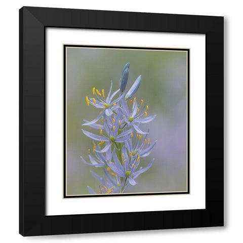 Camas Blossoms II Black Modern Wood Framed Art Print with Double Matting by Mahan, Kathy