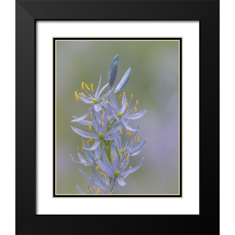 Camas Blossoms II Black Modern Wood Framed Art Print with Double Matting by Mahan, Kathy