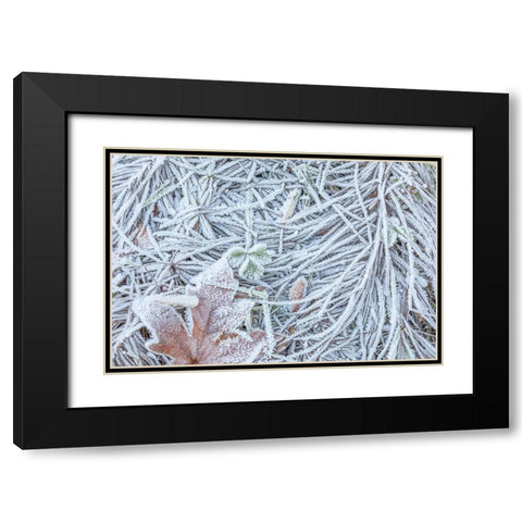 Maple Leaf and Frost II Black Modern Wood Framed Art Print with Double Matting by Mahan, Kathy