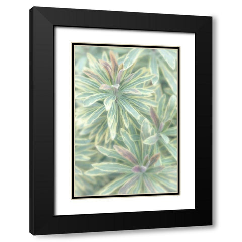 Euphorbia II Black Modern Wood Framed Art Print with Double Matting by Mahan, Kathy