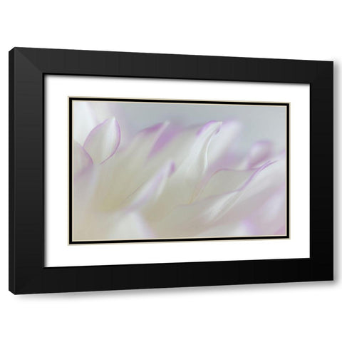 Dahlia Petals I Black Modern Wood Framed Art Print with Double Matting by Mahan, Kathy