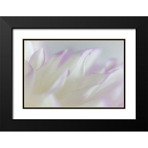 Dahlia Petals I Black Modern Wood Framed Art Print with Double Matting by Mahan, Kathy