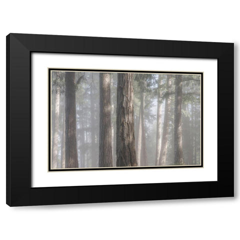 Fog in the Forest I Black Modern Wood Framed Art Print with Double Matting by Mahan, Kathy