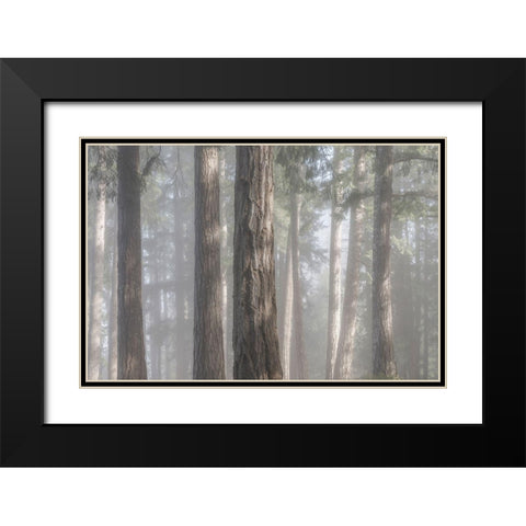 Fog in the Forest I Black Modern Wood Framed Art Print with Double Matting by Mahan, Kathy