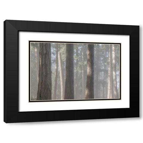 Fog in the Forest II Black Modern Wood Framed Art Print with Double Matting by Mahan, Kathy