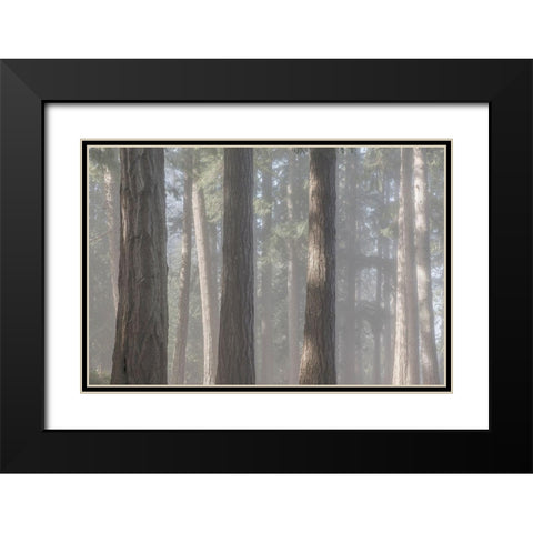Fog in the Forest II Black Modern Wood Framed Art Print with Double Matting by Mahan, Kathy