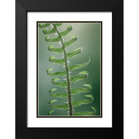 Sword Fern in Spring I Black Modern Wood Framed Art Print with Double Matting by Mahan, Kathy