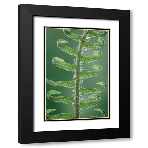 Sword Fern in Spring II Black Modern Wood Framed Art Print with Double Matting by Mahan, Kathy