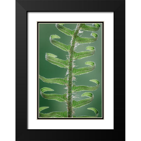 Sword Fern in Spring II Black Modern Wood Framed Art Print with Double Matting by Mahan, Kathy